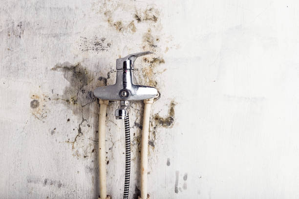 Best Best Mold Removal Companies  in Lillington, NC