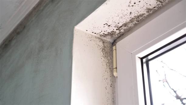 Best Mold Inspection  in Lillington, NC