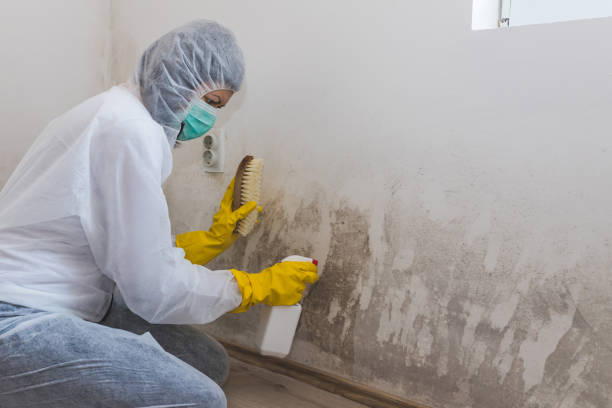 Best Black Mold Removal  in Lillington, NC