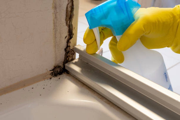 Best Mold Remediation Experts  in Lillington, NC