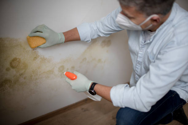 Best Professional Mold Removal  in Lillington, NC