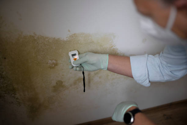 Best Mold Damage Repair  in Lillington, NC