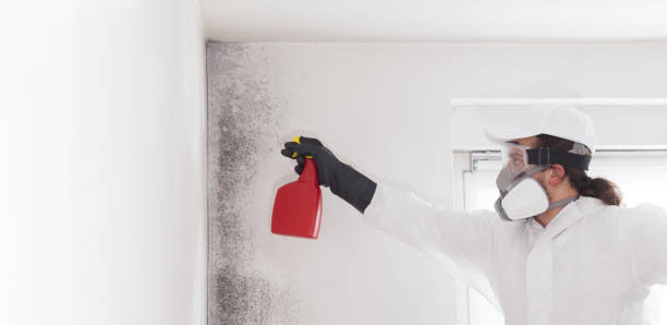 Best Same-Day Mold Removal  in Lillington, NC