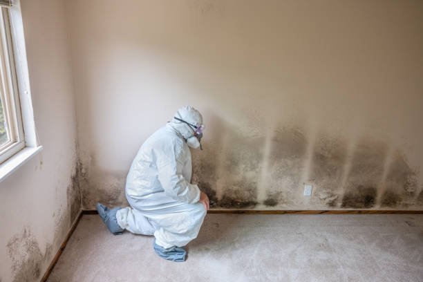 Best Emergency Mold Removal  in Lillington, NC