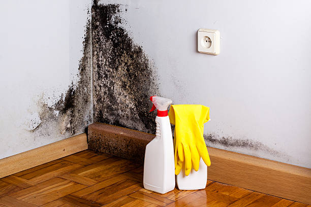 Best Crawl Space Mold Removal  in Lillington, NC