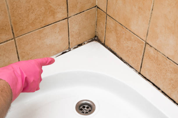 Trusted Lillington, NC Mold Removal Experts